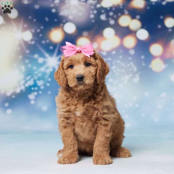 Dixie, Mini Goldendoodle Puppy